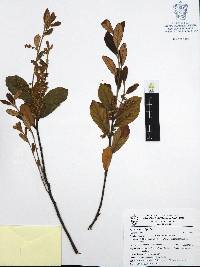 Quercus microphylla image