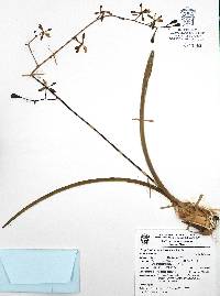 Encyclia adenocarpa image
