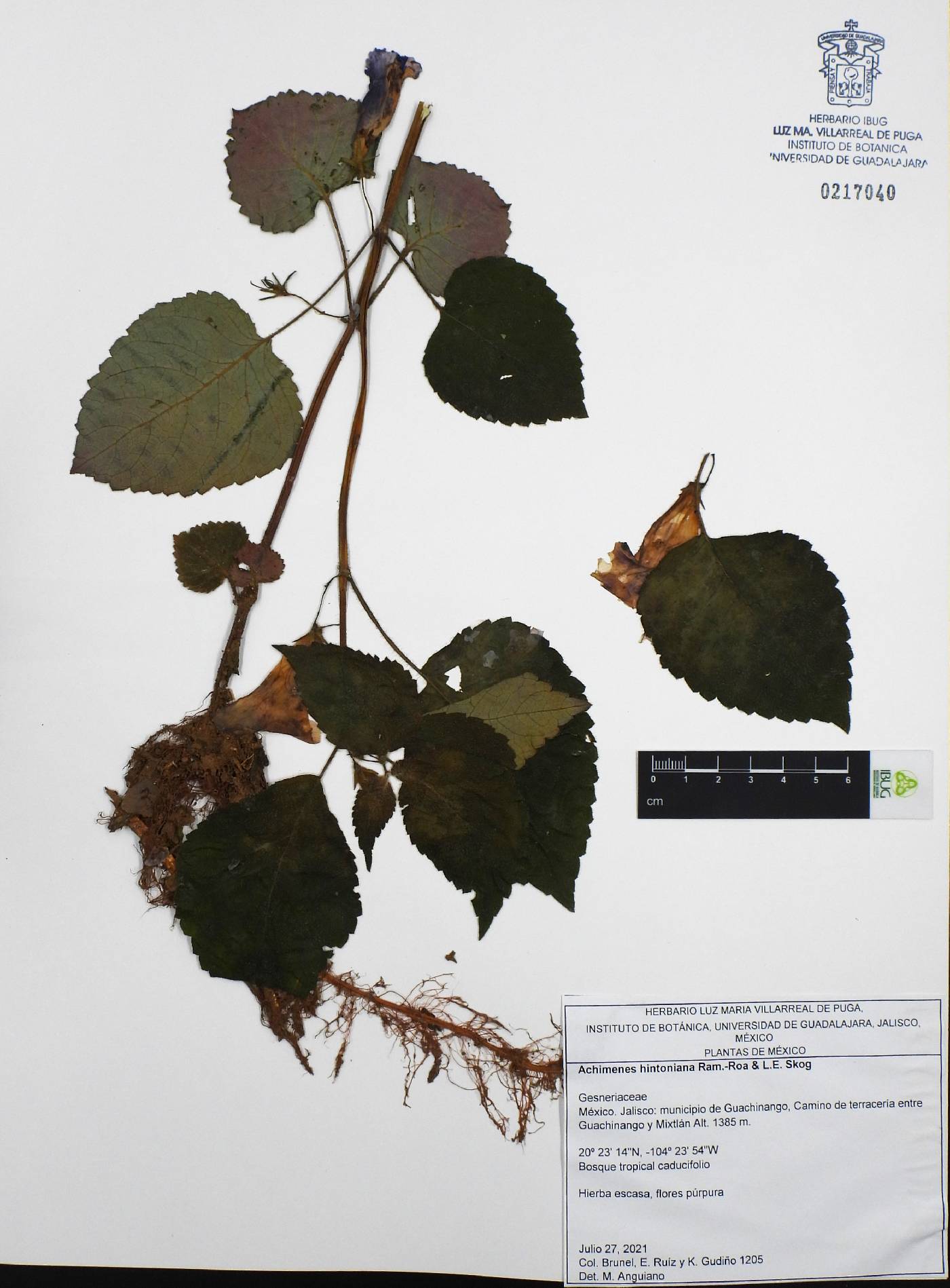 Achimenes hintoniana image