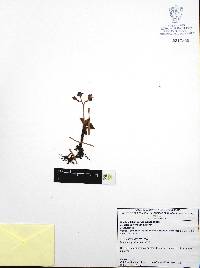 Graptopetalum paraguayense subsp. bernalense image