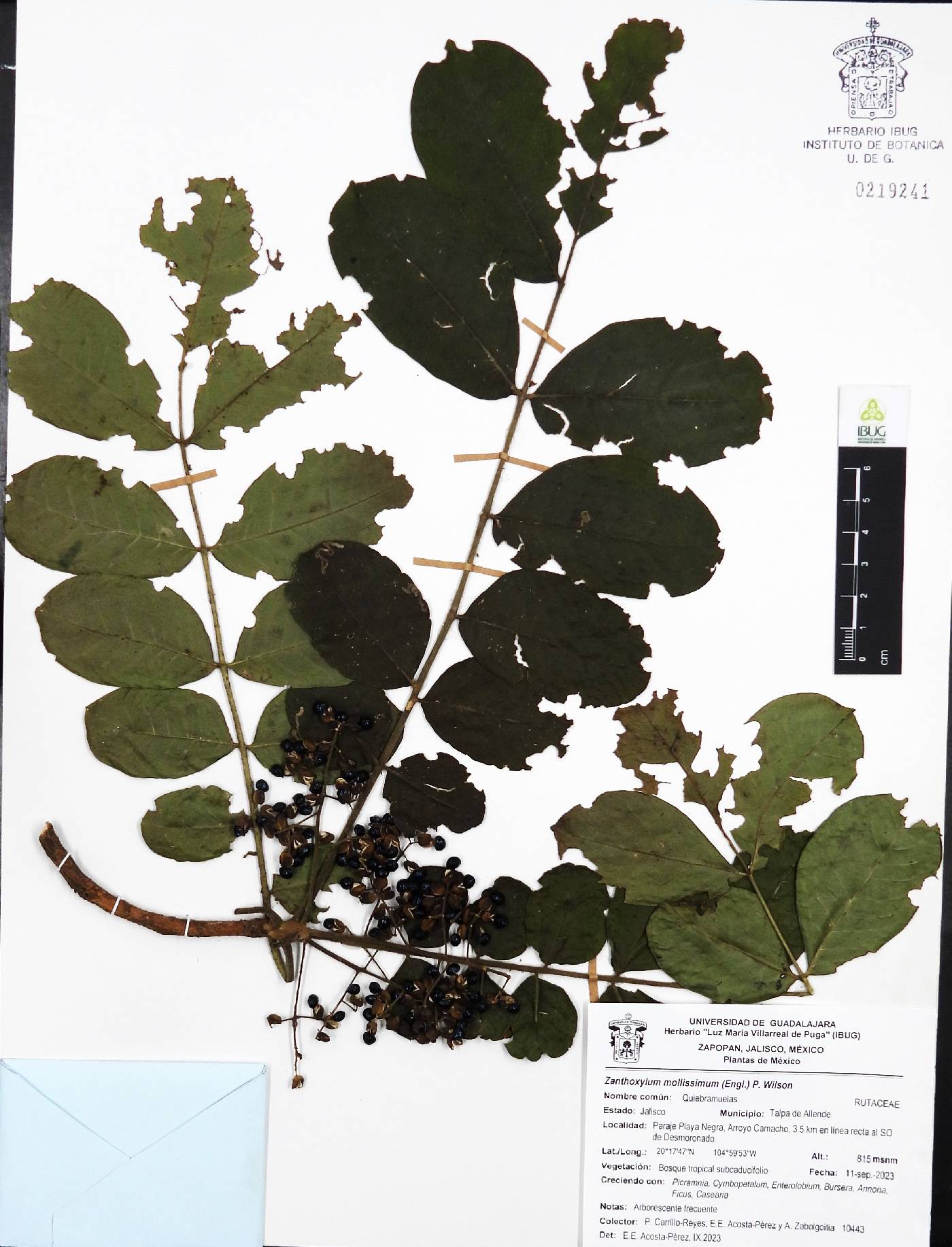 Zanthoxylum mollissimum image