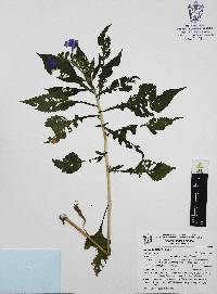 Bonplandia geminiflora image