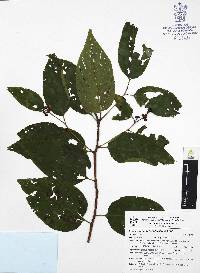 Colubrina celtidifolia image