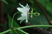 Passiflora sicyoides image