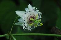 Passiflora sicyoides image