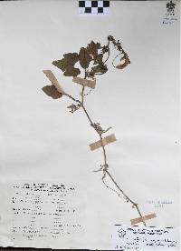 Cucurbita argyrosperma subsp. sororia image