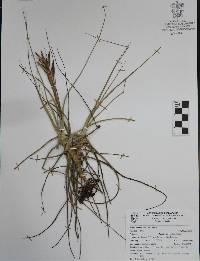 Tillandsia schiedeana image