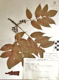 Bursera roseana image