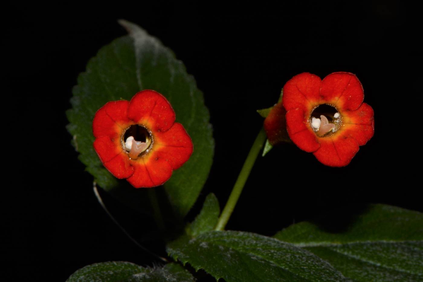 Achimenes heterophylla image