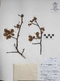 Bursera biflora image