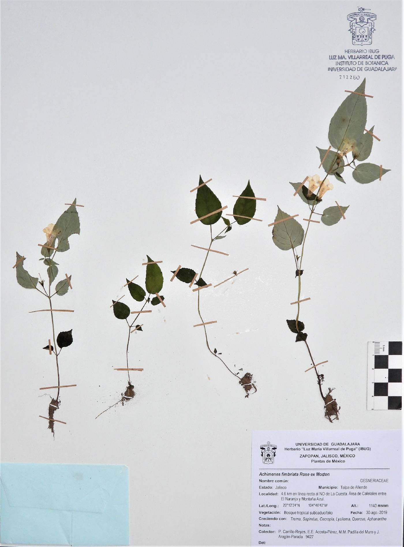 Achimenes fimbriata image