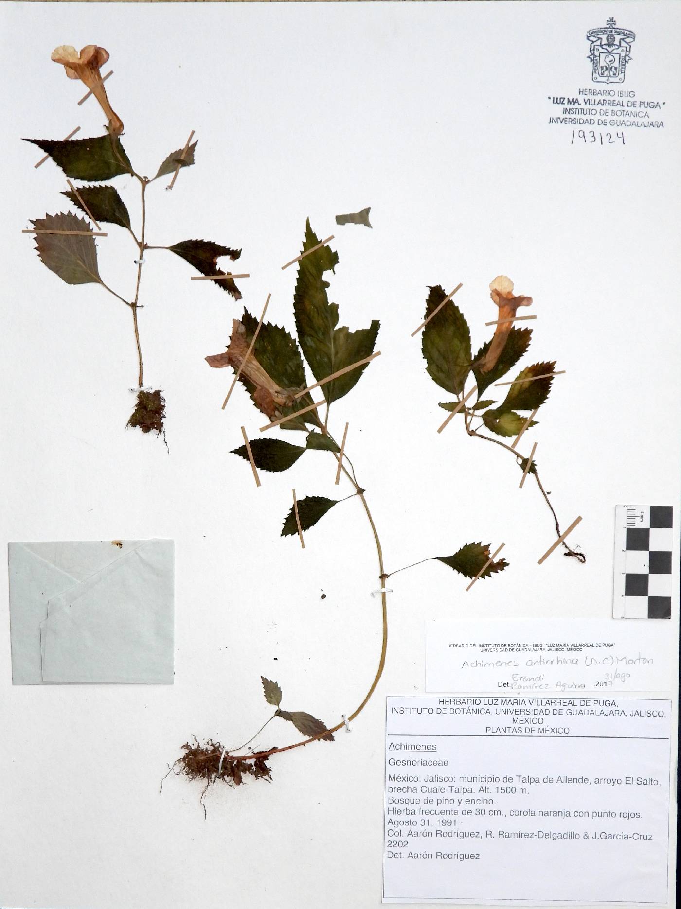 Achimenes antirrhina image