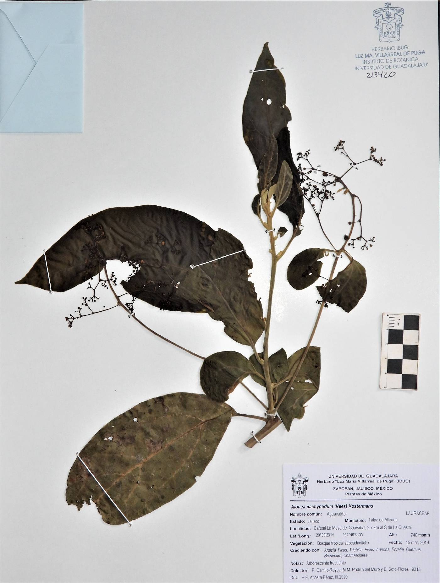Aiouea pachypoda image