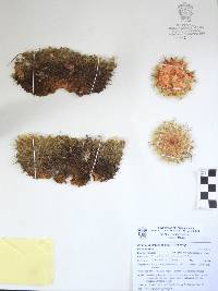 Mammillaria scrippsiana image