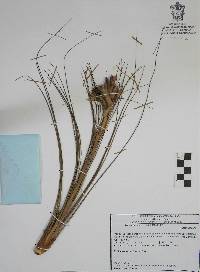 Tillandsia juncea image