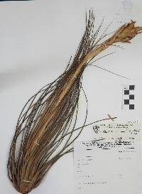 Tillandsia juncea image