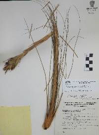 Tillandsia juncea image