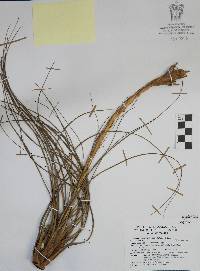 Tillandsia juncea image