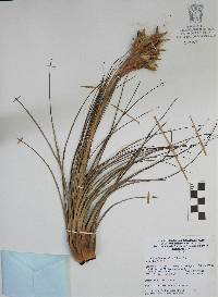 Tillandsia juncea image