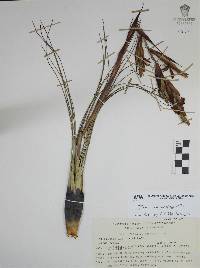 Tillandsia kirchhoffiana image