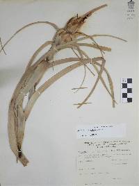 Tillandsia capitata image