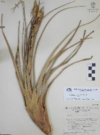 Tillandsia fasciculata image