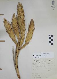 Tillandsia fasciculata image