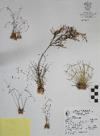 Tillandsia filifolia image