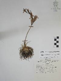 Tillandsia fuchsii image