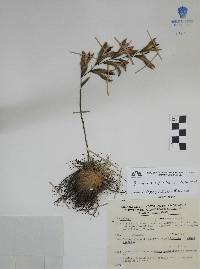 Tillandsia fuchsii image