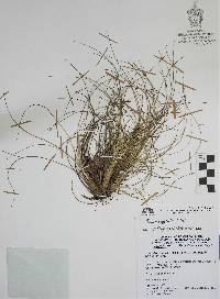 Tillandsia eistetteri image