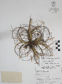 Tillandsia eistetteri image