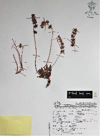 Image of Pachyphytum machucae