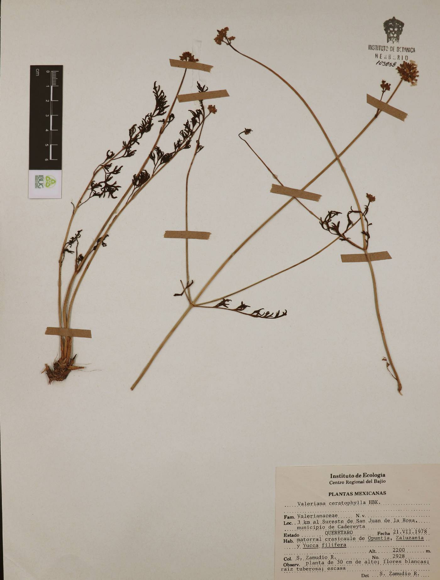 Valeriana ceratophylla image