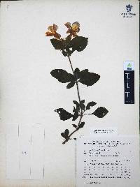 Ruellia pilosa image