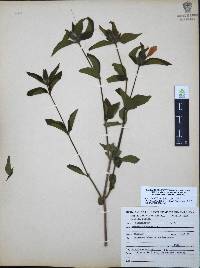 Ruellia pilosa image
