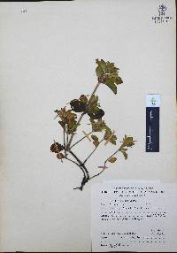 Ruellia pilosa image