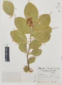 Citrus medica image