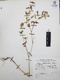 Cuphea procumbens image