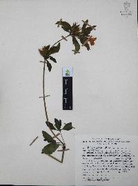 Ruellia pilosa image