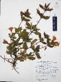 Ruellia pilosa image