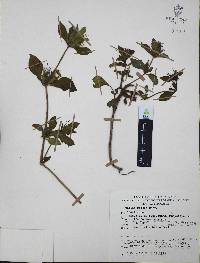 Ruellia pilosa image