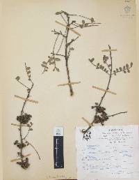 Zanthoxylum fagara image