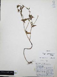 Cuphea procumbens image