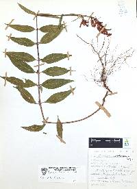 Cuphea hookeriana image
