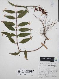 Cuphea hookeriana image