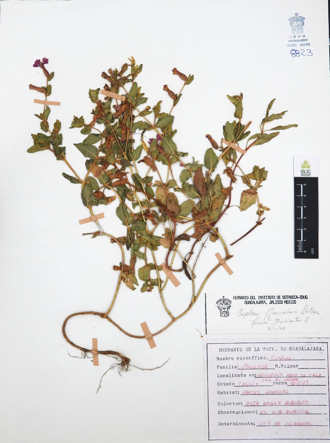 Cuphea procumbens image