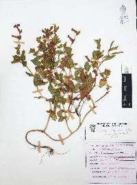 Cuphea procumbens image