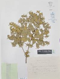 Amyris madrensis image