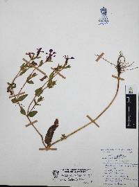 Cuphea procumbens image